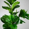 47in Long Fiddle Leaf Fig Branch, Case of 6