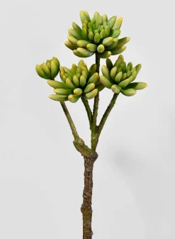 15in Long Finger Succulent Pick, Case of 6