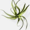 12in Long Frosted Tillandsia