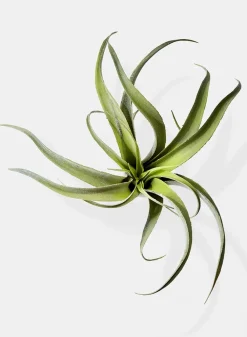 12in Long Frosted Tillandsia