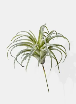 7in Long Frosted Tillandsia, Case of 12