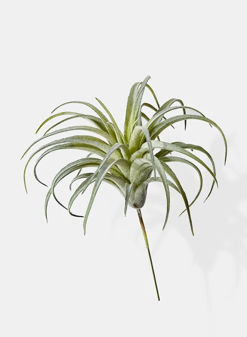 7in Long Frosted Tillandsia, Case of 12