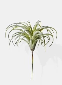 7in Long Frosted Tillandsia, Case of 12
