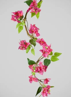 50in Long Fuchsia Bougainvillea Vine, Case of 6