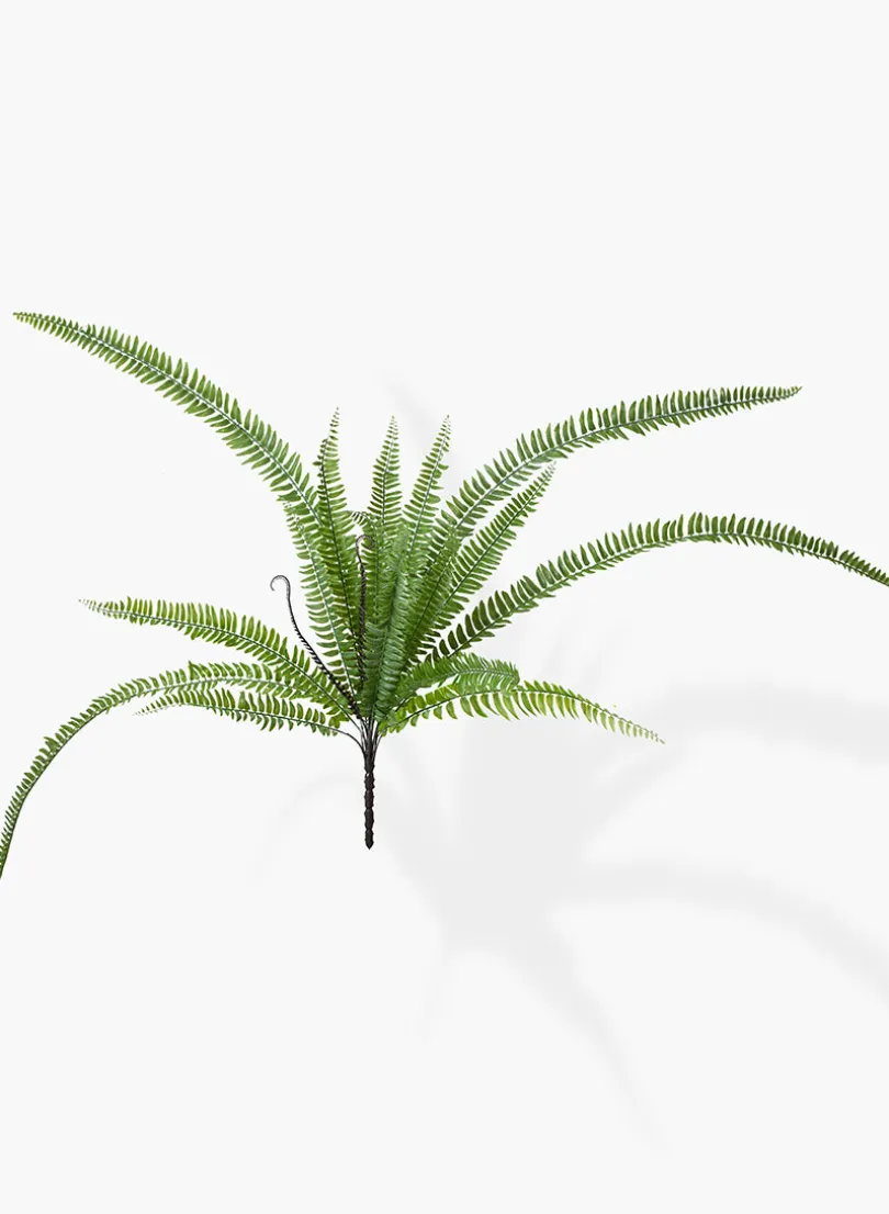 37in Long Giant Boston Fern Pick, Case of 12