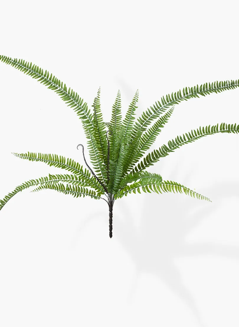 37in Long Giant Boston Fern Pick, Case of 12