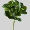 17in Long Green Peperomia Bush, Case of 12