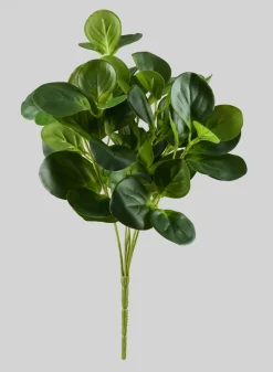 17in Long Green Peperomia Bush, Case of 12
