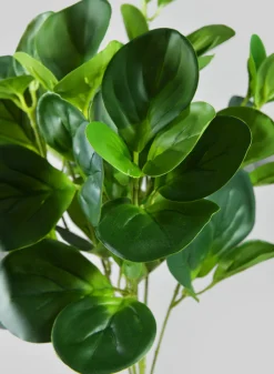 17in Long Green Peperomia Bush, Case of 12