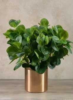 17in Long Green Peperomia Bush, Case of 12