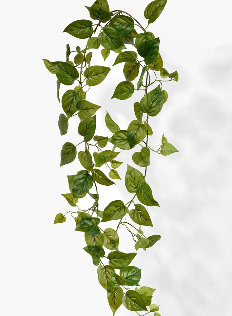 78in Long Green Potos Vine, Case of 6