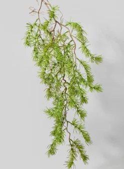 39in Long Larch Branch, Case of 12