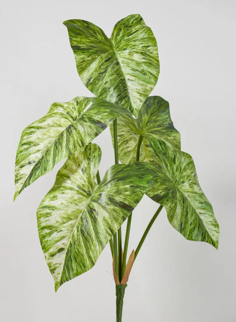 24in Long 5 Leaf Variegated Caladium Stem, Case of 12