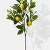 30in Long Lemon Tree Branch
