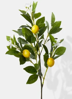 30in Long Lemon Tree Branch