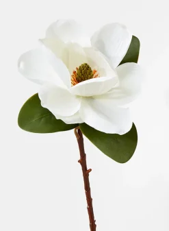 20in Long Magnolia, Case of 12
