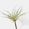 10in Long Mini Tillandsia, Case of 12