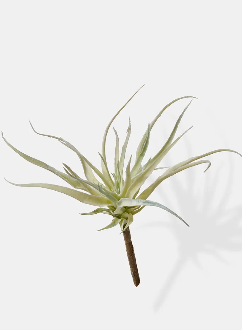 10in Long Mini Tillandsia, Case of 12