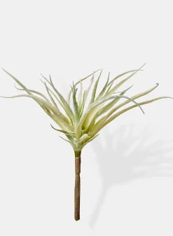 10in Long Mini Tillandsia, Case of 12