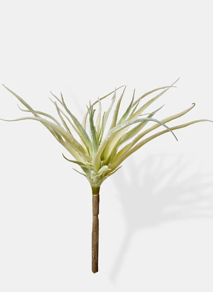10in Long Mini Tillandsia, Case of 12
