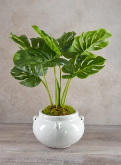 21in Long Monstera Plant In Cement Pot