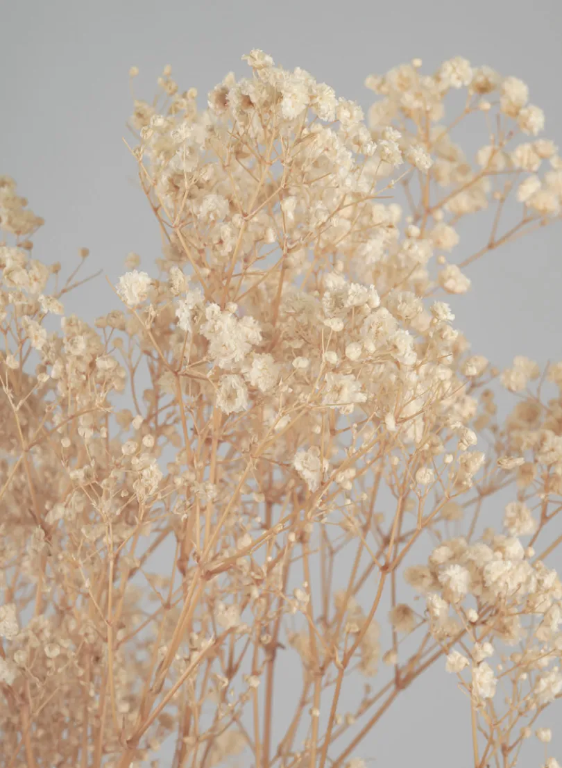 28in Long Natural Dried Baby's Breath Bundle