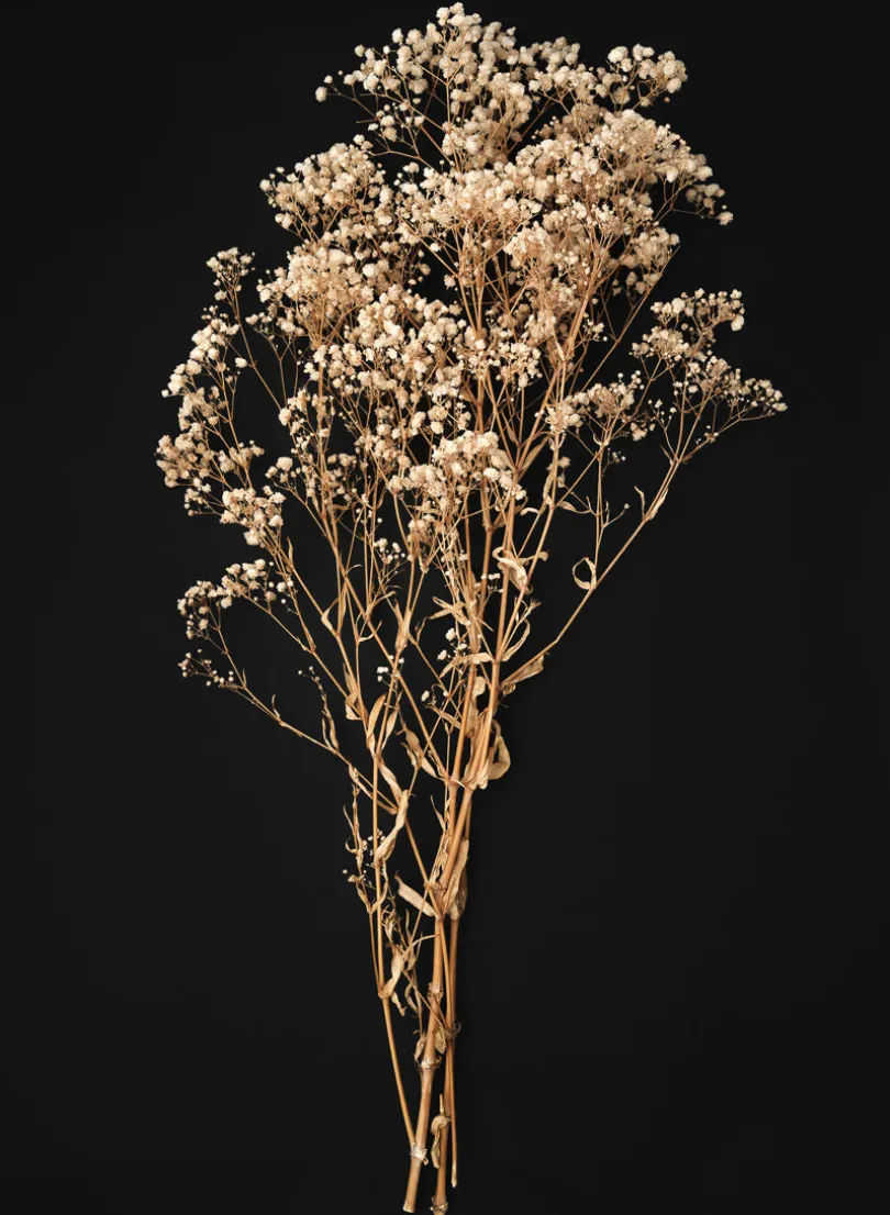 28in Long Natural Dried Baby's Breath Bundle