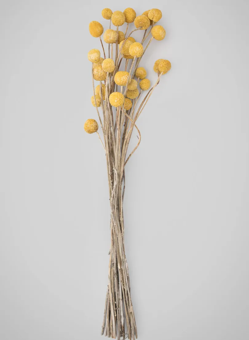 20in Long Natural Dried Craspedia Bunch