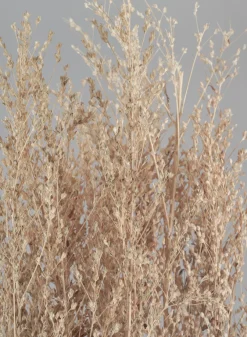 26in Long Natural Dried Linum Grass Bunch
