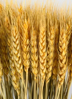 24in Long Natural Dried Wheat Bunch
