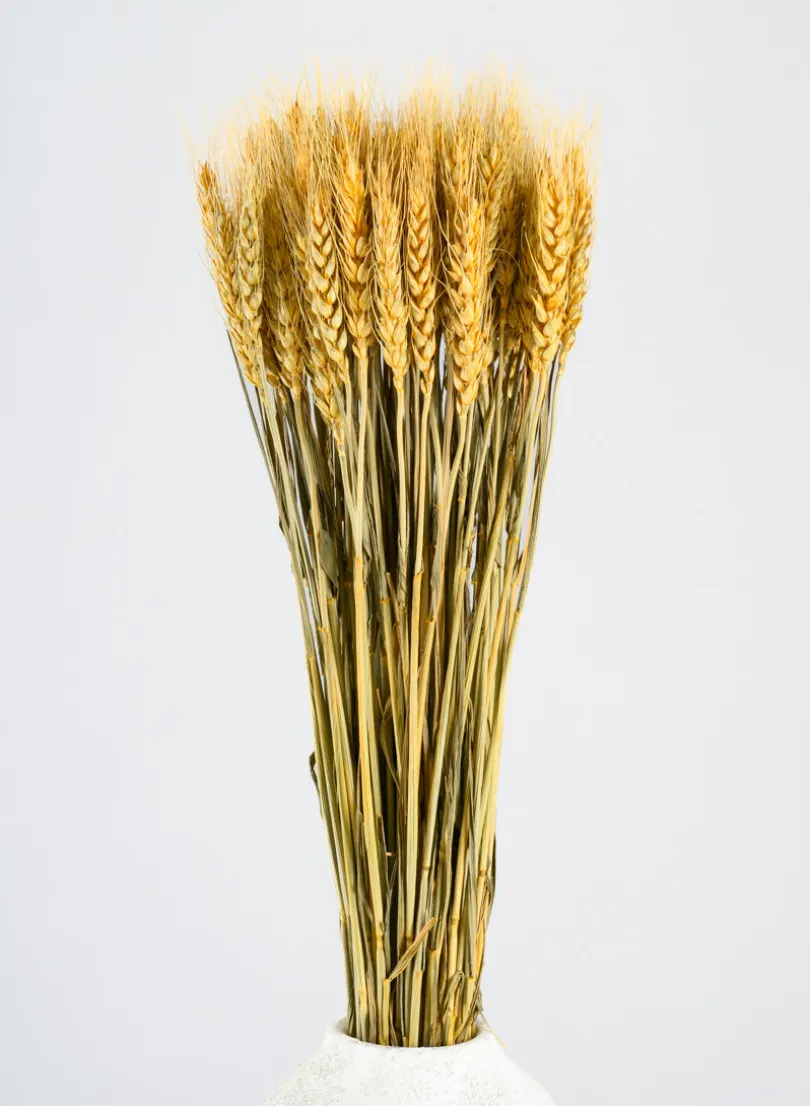 24in Long Natural Dried Wheat Bunch