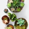 5in Long Ombre Green Pachyphytum Succulent Pick, Case of 12