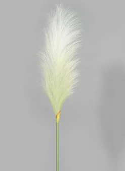 35in Long Pampas Grass, Case of 12