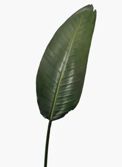 45in Long Paradise Leaf, Case of 12