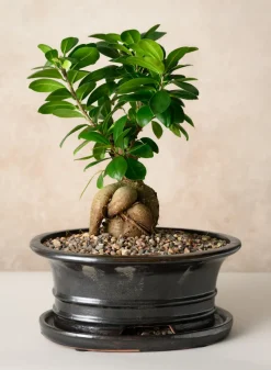 10in Long Penjing Oval Bonsai Ceramic Pot with Saucer, Chocolate Brown