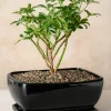 11in Long Penjing Rectangle Bonsai Ceramic Pot with Saucer, Gloss Black