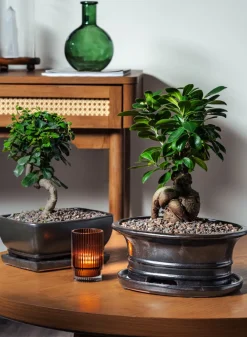 8.5in Long Penjing Rectangle Bonsai Ceramic Pot with Saucer, Matte Black