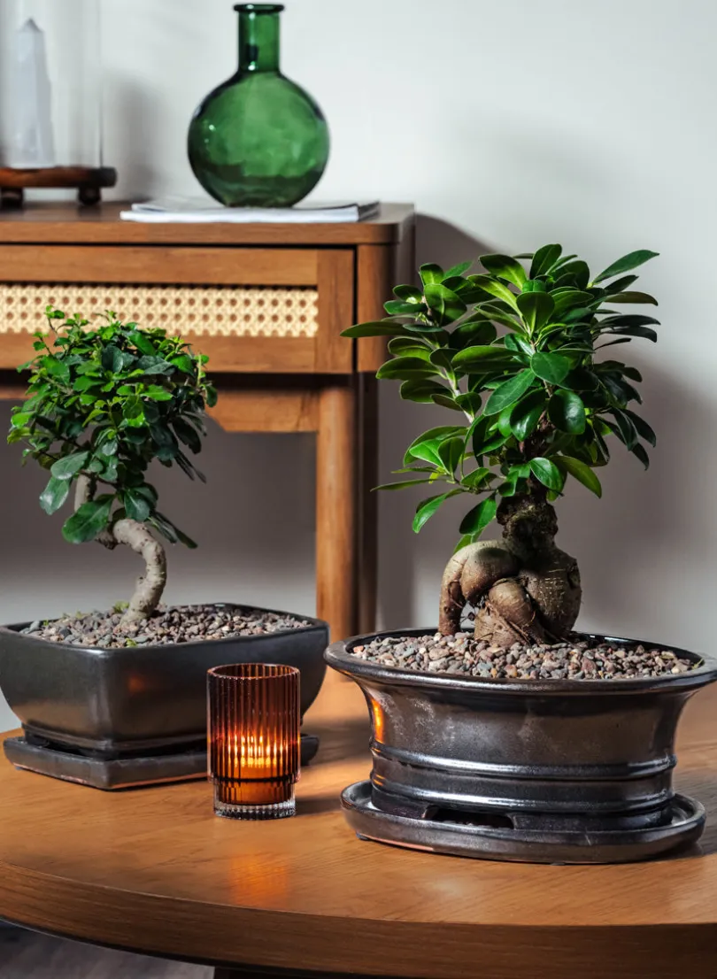 8.5in Long Penjing Rectangle Bonsai Ceramic Pot with Saucer, Matte Black