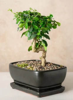 8.5in Long Penjing Rectangle Bonsai Ceramic Pot with Saucer, Matte Black