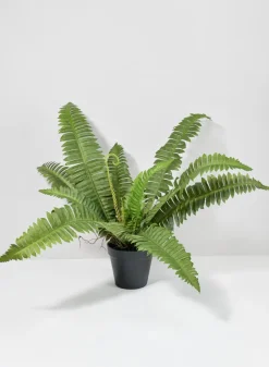 22in Long Potted Leather Fern Plant