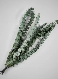 28in Long Preserved Baby Blue Eucalyptus Bunch