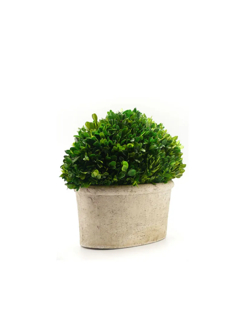 14in Long Preserved Boxwood Oval In Pot