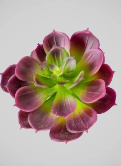 6in Long Purple Echeveria Pick, Case of 12