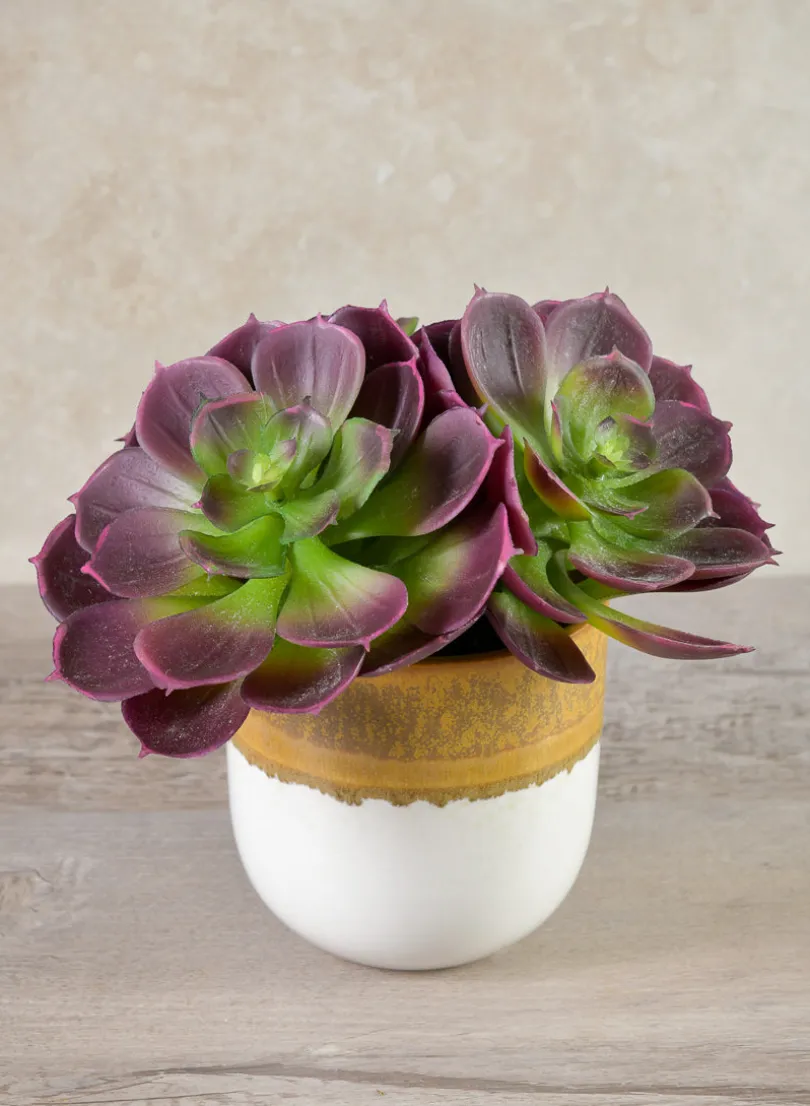6in Long Purple Echeveria Pick, Case of 12