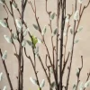 52in Long Pussy Willow Branch, Case of 12