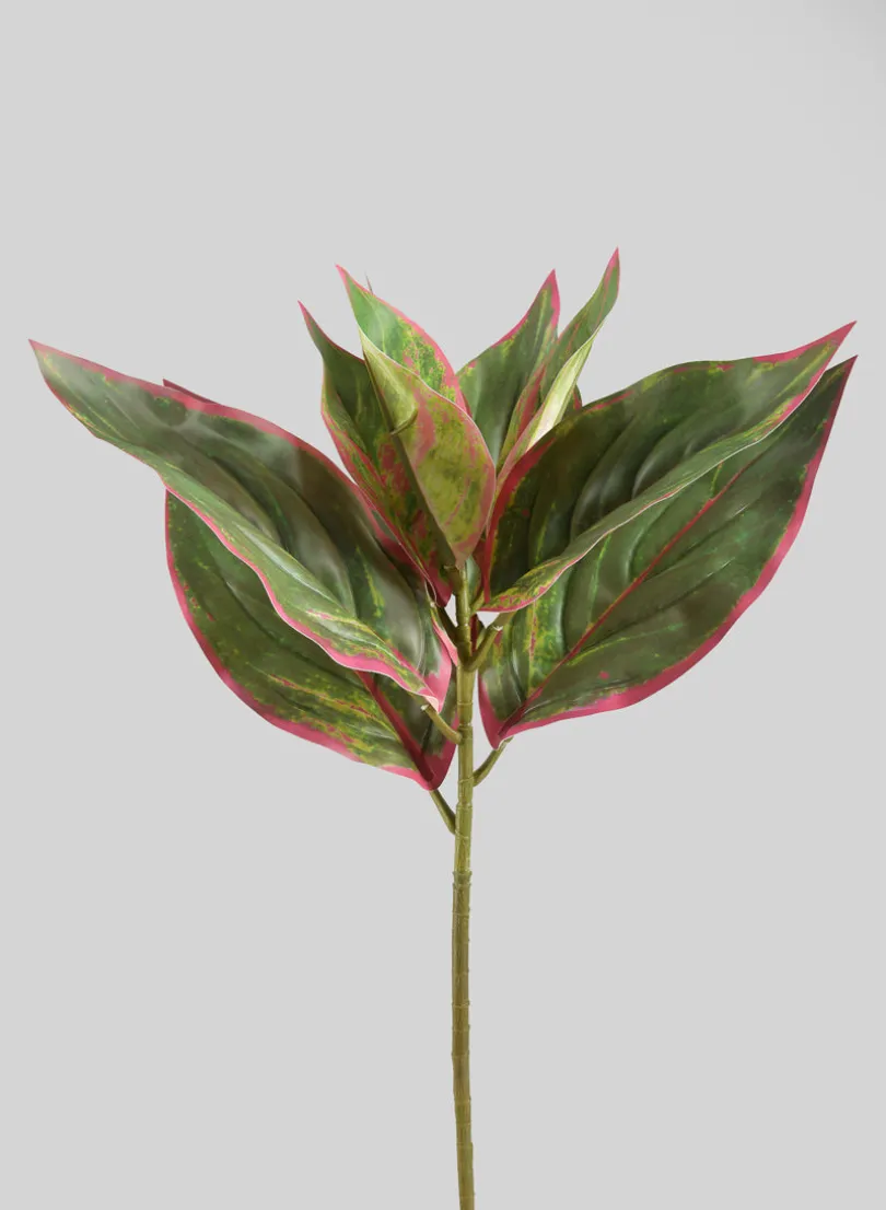 14in Long Reach Touch Red-Green Dieffenbachia Stem Pick, Case of 12