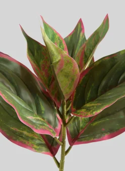 14in Long Reach Touch Red-Green Dieffenbachia Stem Pick, Case of 12