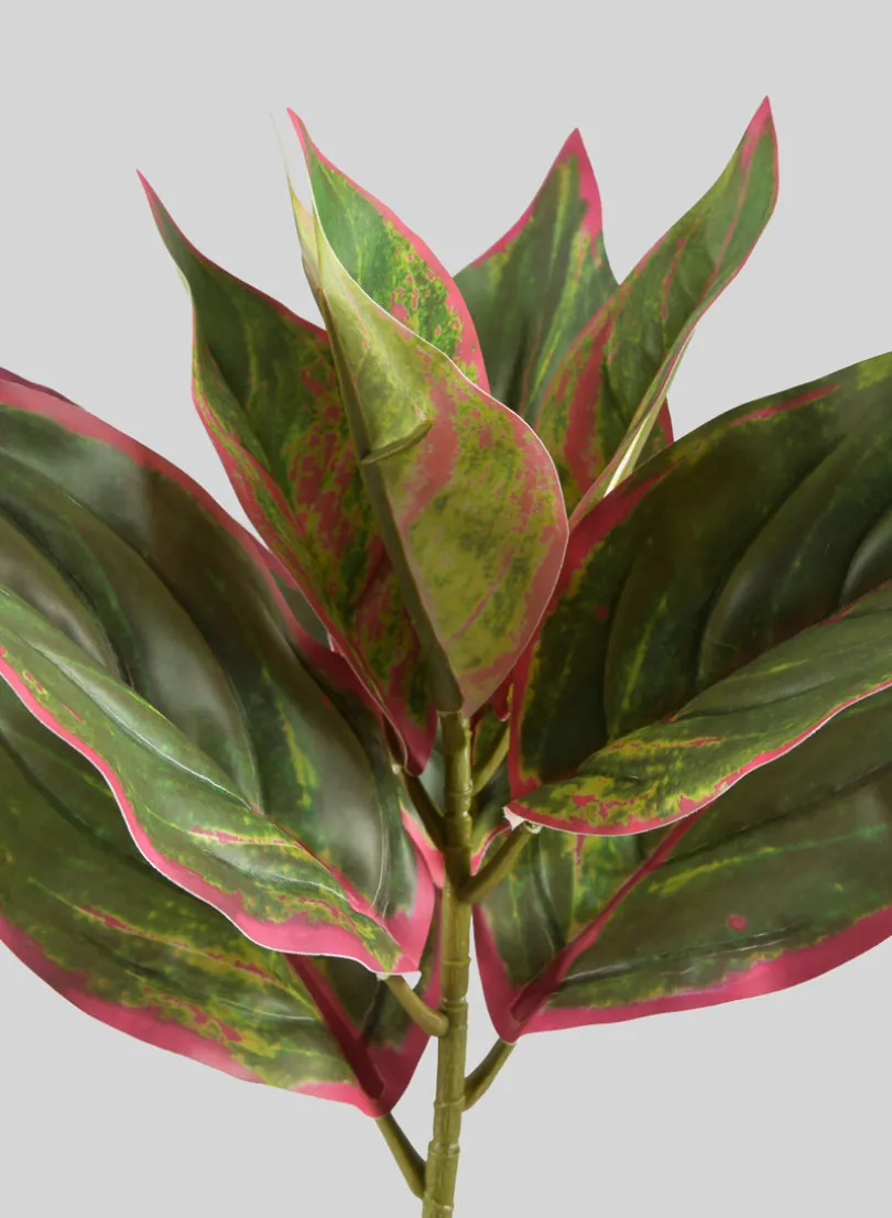 14in Long Reach Touch Red-Green Dieffenbachia Stem Pick, Case of 12