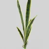 30in Long Real Touch Sansevieria Stem Pick, Case of 12