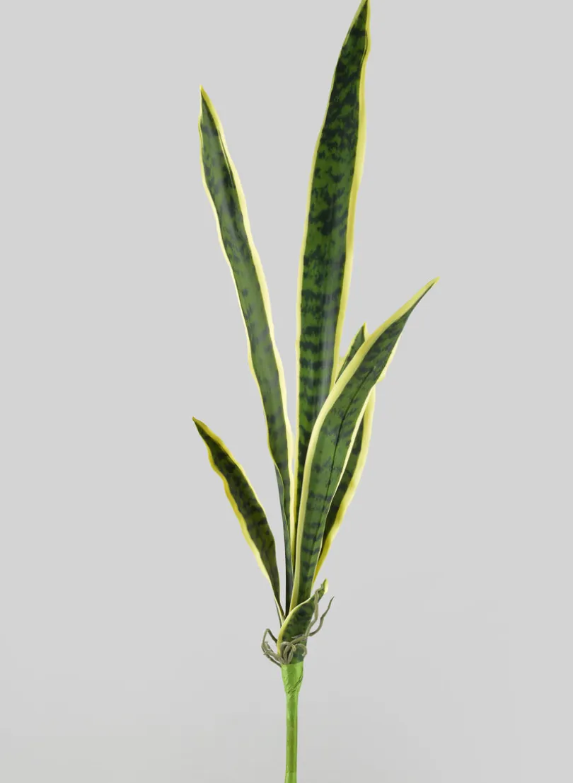 30in Long Real Touch Sansevieria Stem Pick, Case of 12